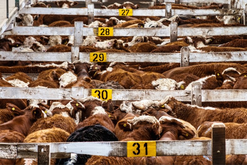 D. Slaughter 'I Worked in a Slaughterhouse. You Stop Noticing the Screams'