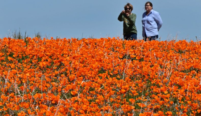 Superbloom California