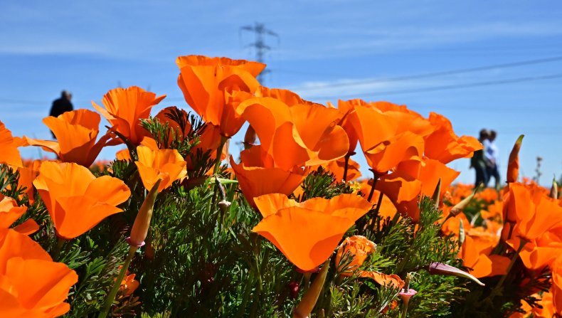 Jeruk poppy California