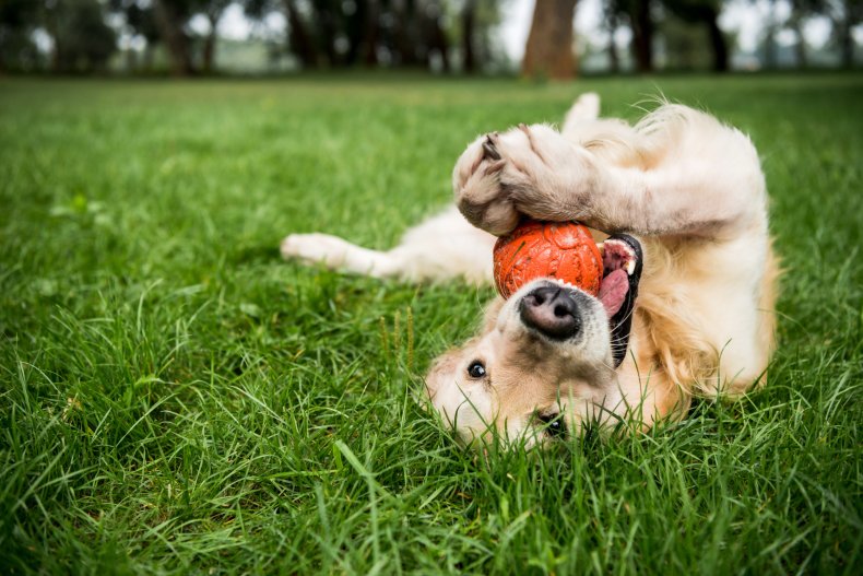 green retriever leaves internet in stitches