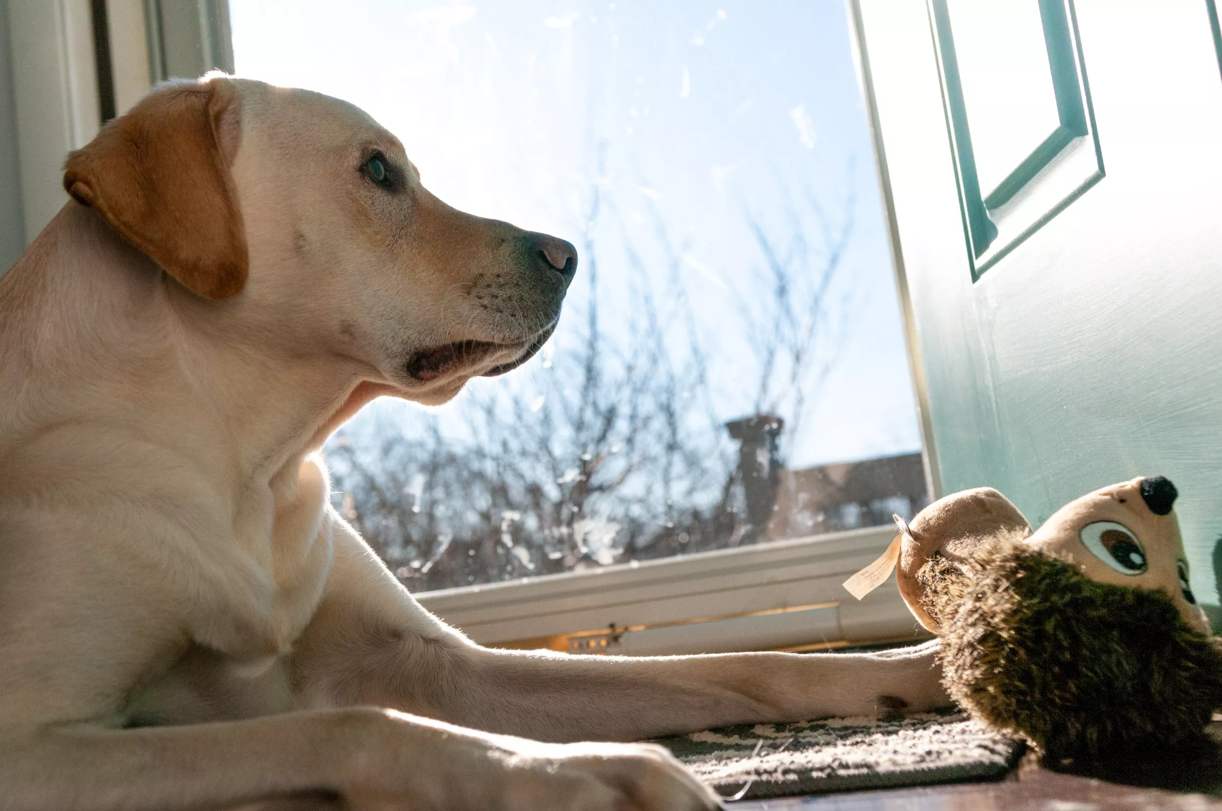 Rescue Dog Confused by Open Door Until Another Pet Helps Delights Viewers - Vimarsana News