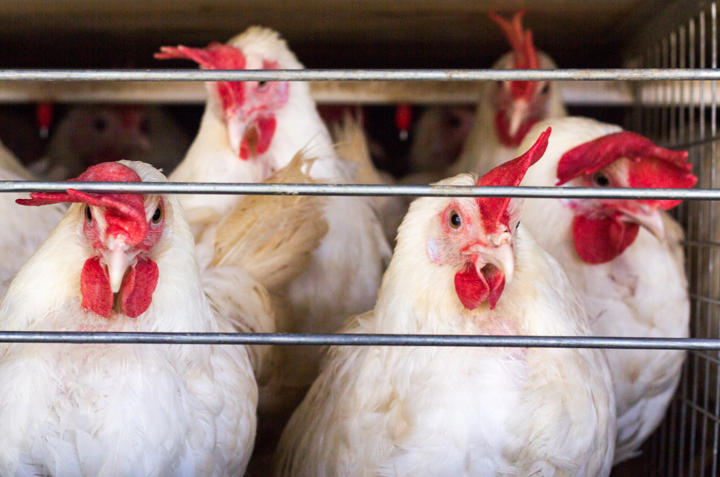 What Is H3N8 Bird Flu Risk for Humans in U.S?