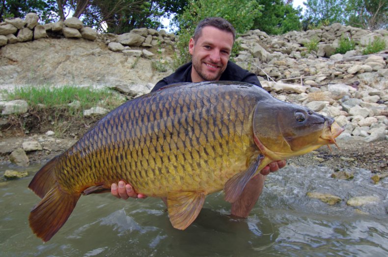 big carp