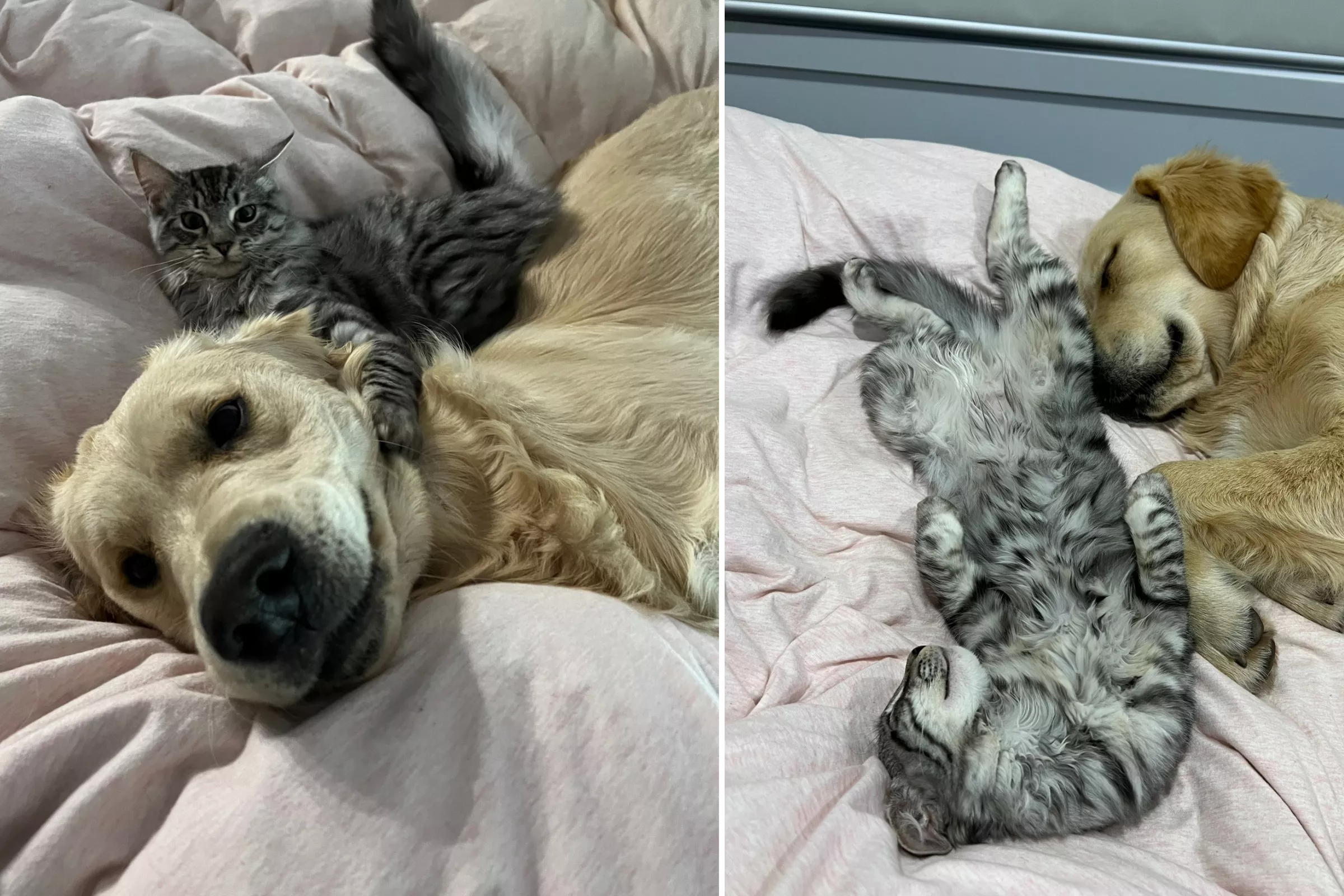 Woman Shares Why She Wanted a Kitten and Puppy 3 Months Apart: 'True Love' - Vimarsana News