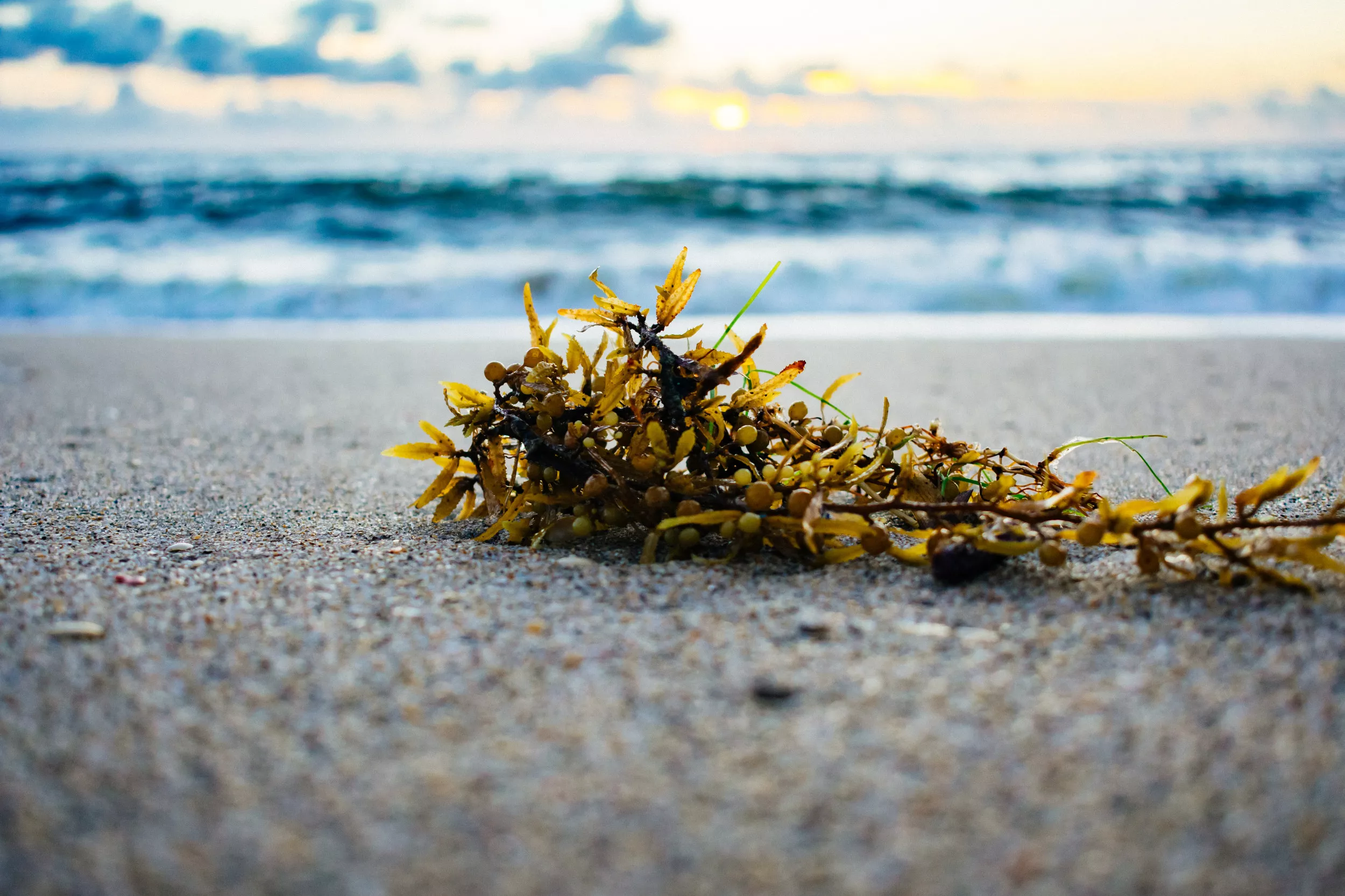 Solving Sargassum: Using an Environmental Disaster To Make Positive Climate - Vimarsana News