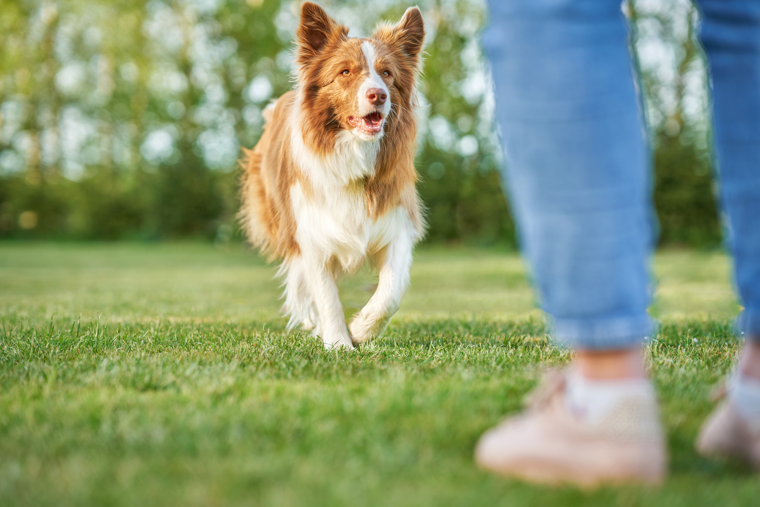 Caring for A Blind Dog  Pet Better with Pet Circle