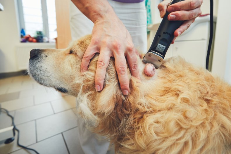 dog tumor surgery cancer