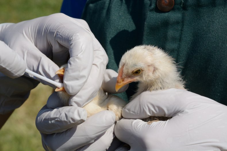 anak ayam diuji untuk flu burung