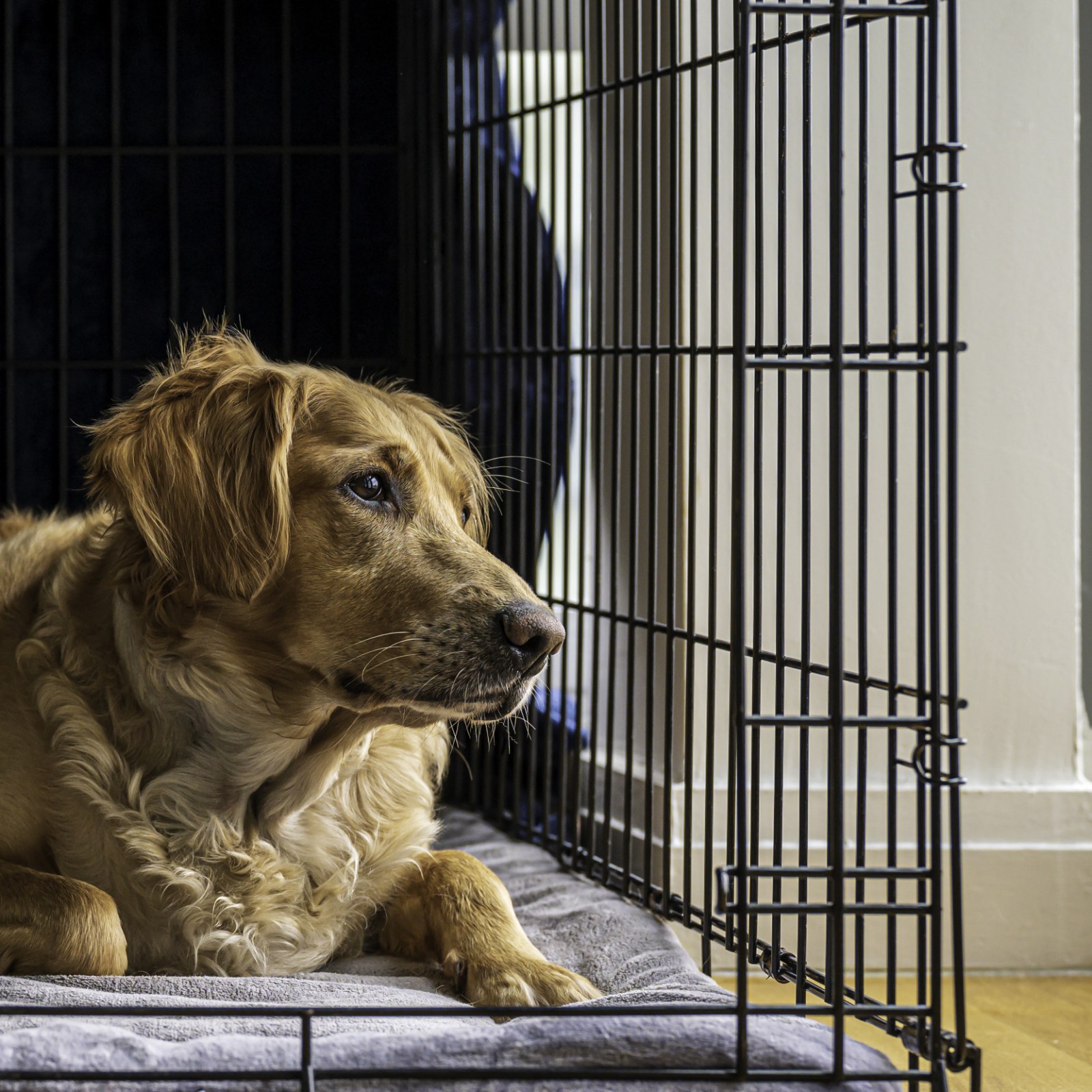 sarcoom Bezwaar als Golden Retriever Pup Caught Expressing 'Tiny Confusion' Over Crate Training