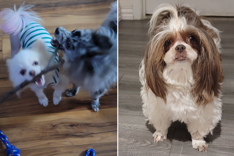 Phoebe, Rexie and Snow Angel