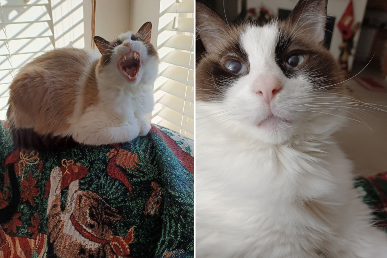 Gabby the cat