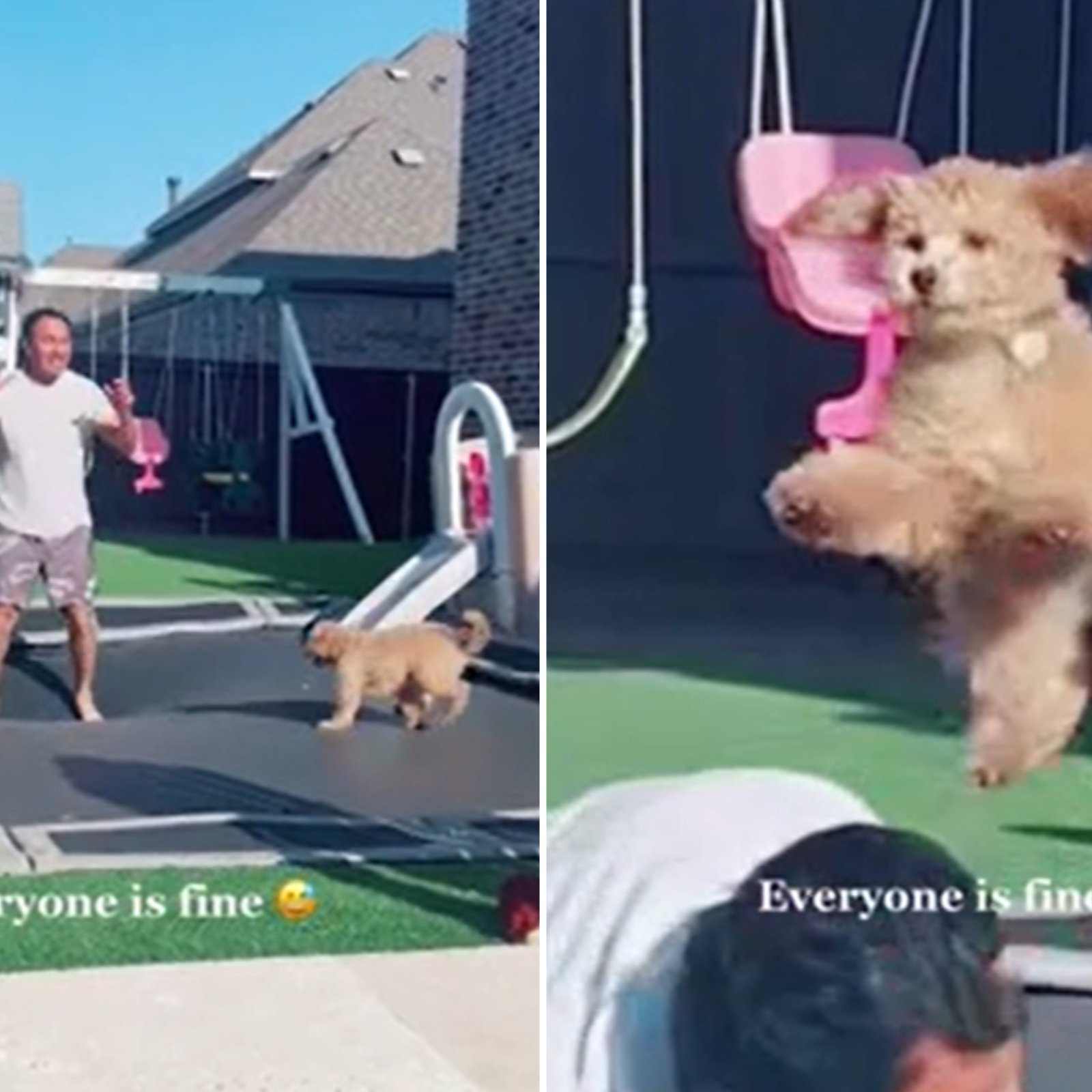 Puppy Gets Stuck on Dog Obstacle Course in Viral Video