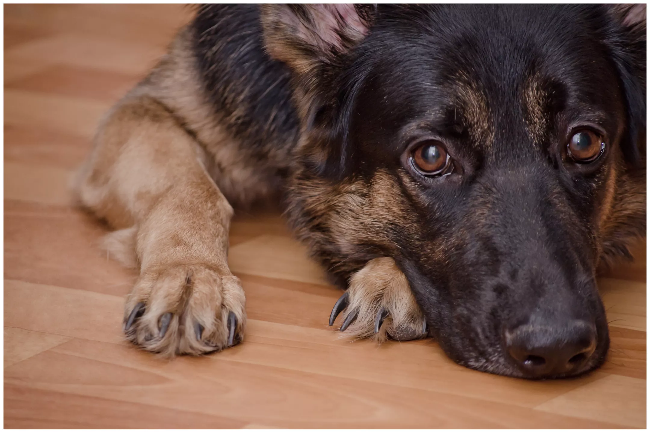 Dog's Grief Saying Goodbye to 'Momma' Leaves Hearts Broken - Vimarsana News