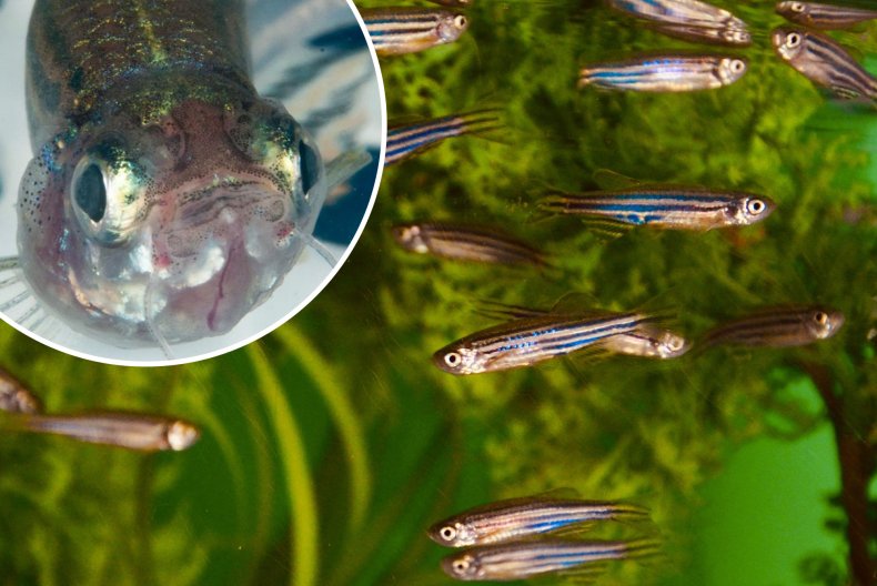 Zebra Fish