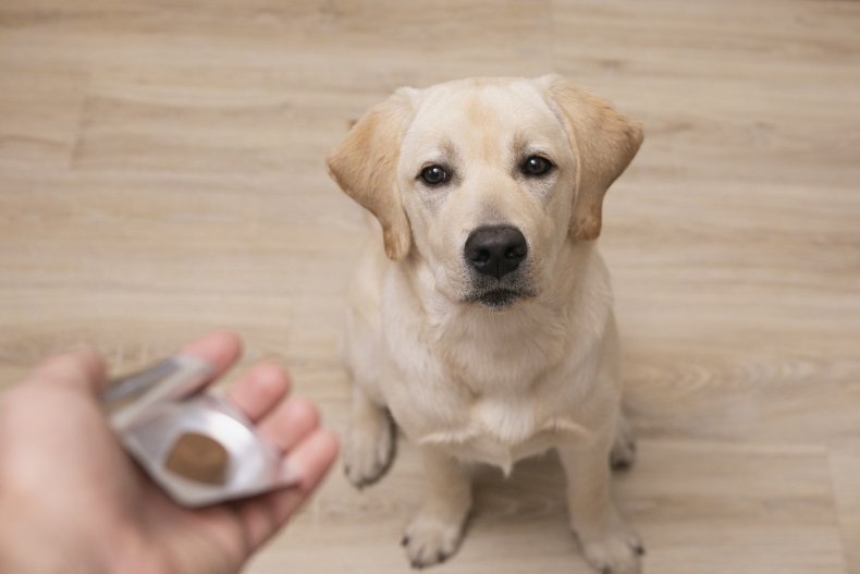 Dog being given medicine pill.