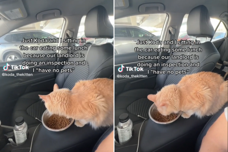 Koda the cat eating in owner's car
