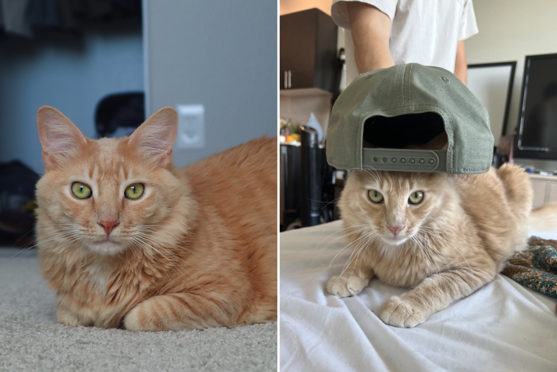 Koda the cat wearing a hat
