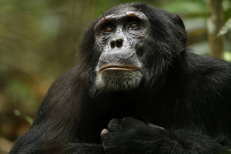 A chimpanzee close-up