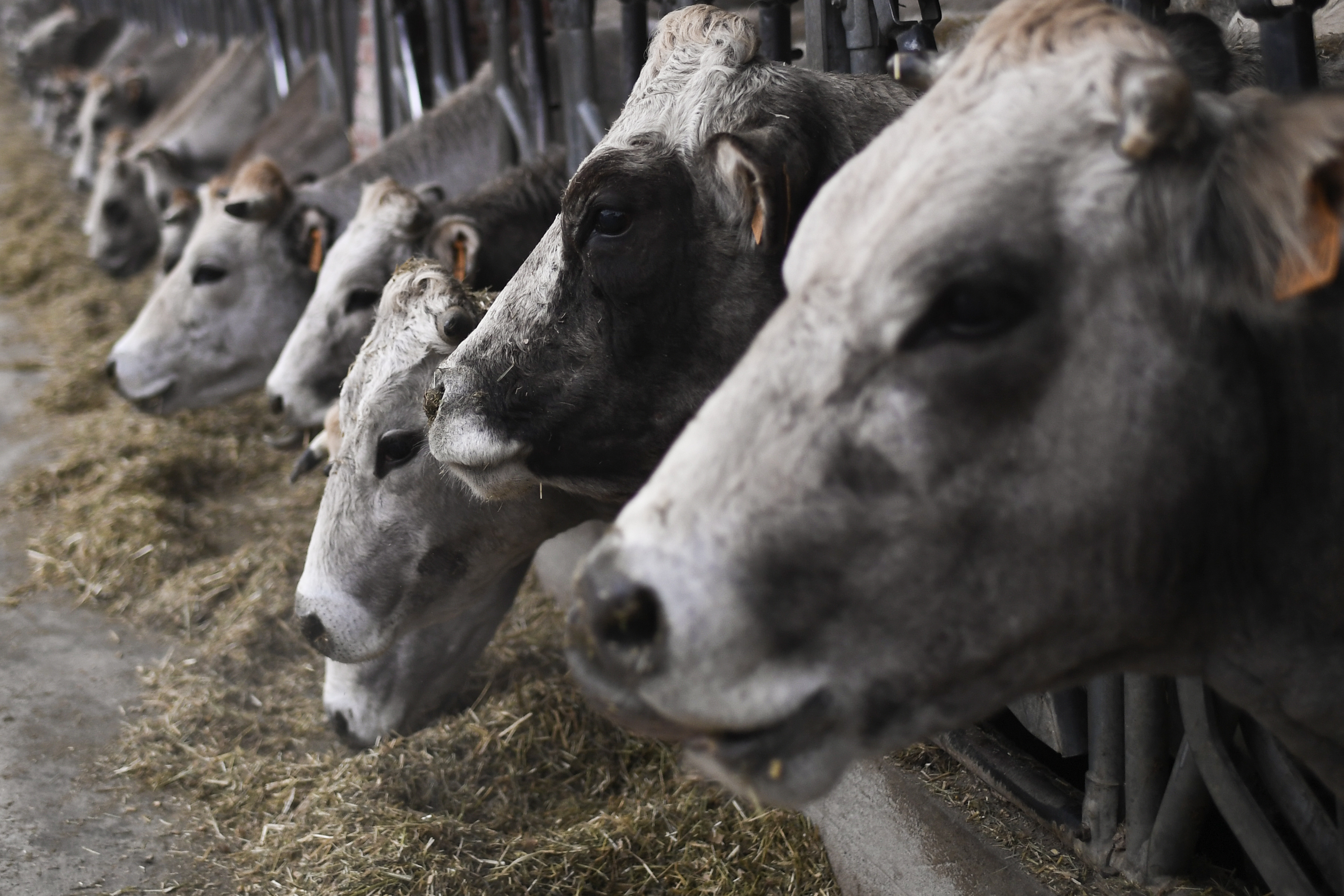 Video Appears To Show Cows ‘Screaming’ As 18,000 Burn to Death in Texas