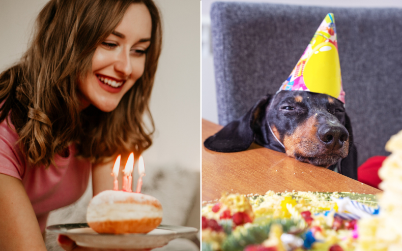 A Dachshund dog enjoying a birthday party.