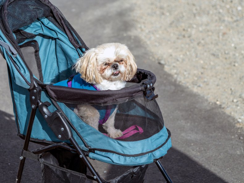 Dog in a pet stroller.