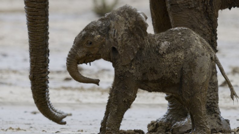 A baby desert elephant in Namibia