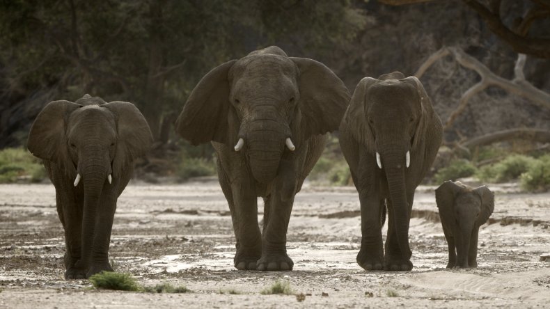Desert elephants in Namibia