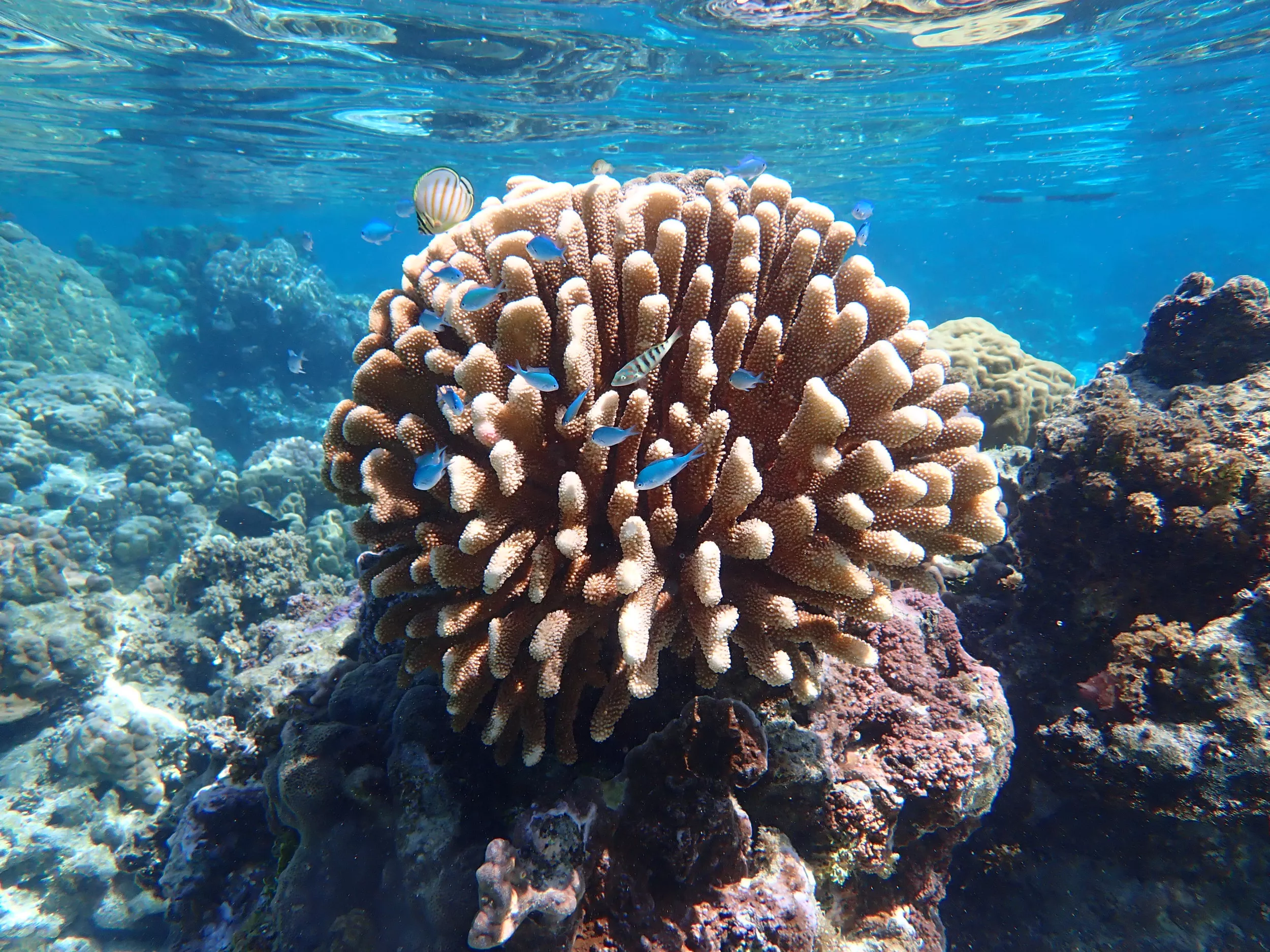 Why Fish Poo Could Be Vital for Coral Survival - Vimarsana News