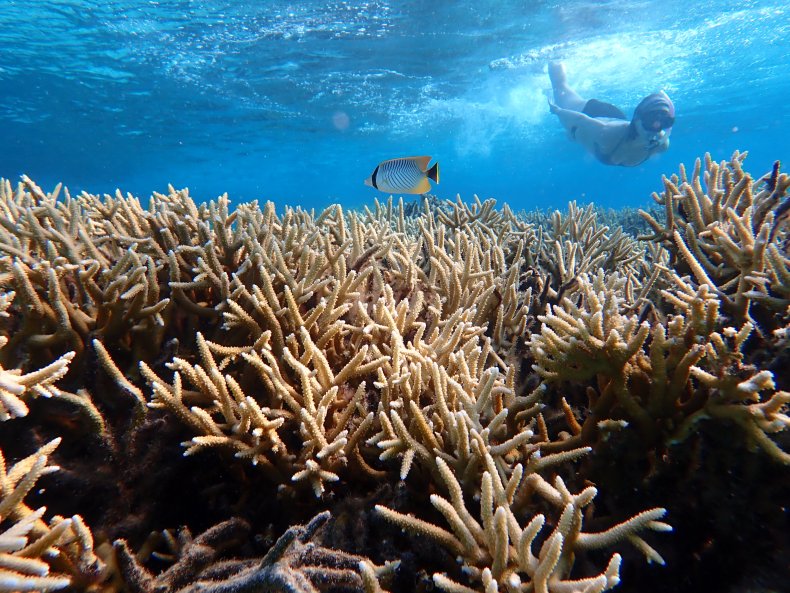 Coral reef with fish
