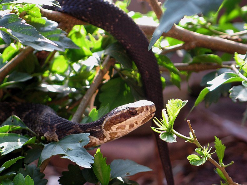 snake found in bathroom scotland