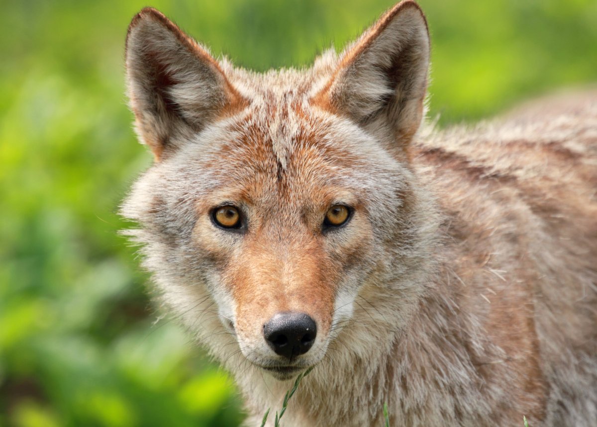 Coyote close up 