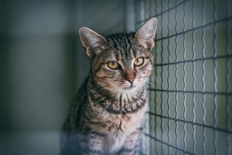 Cat sitting inside cage at a shelter.