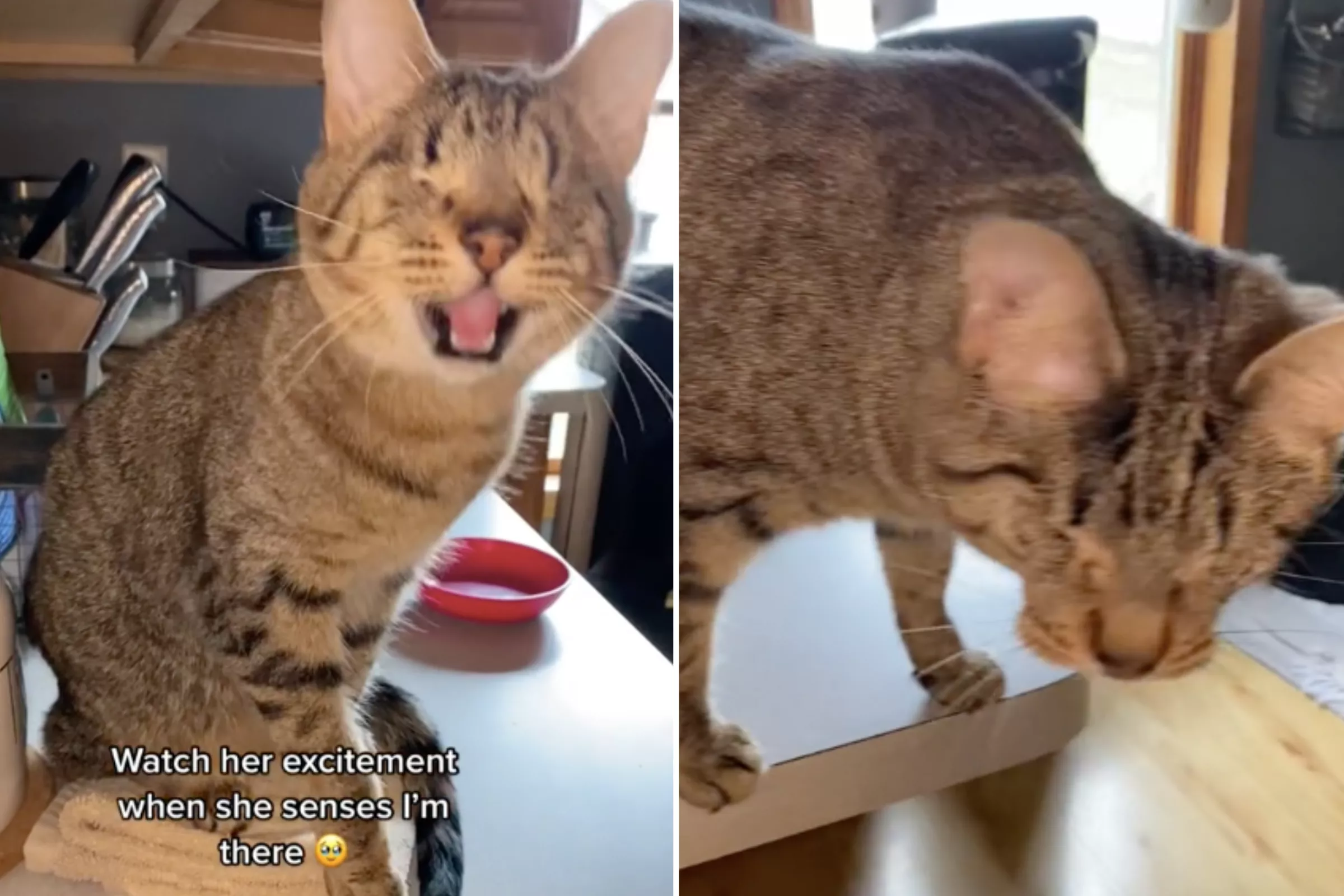 Blind Cat's Reaction to Sensing Owner Melts Hearts: 'So Sweet' - Vimarsana News