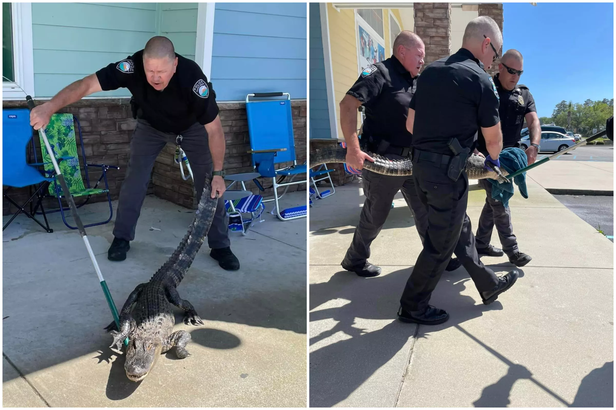'Dangerous' 6ft Alligator Caught Outside North Carolina Clothing Store - Vimarsana News