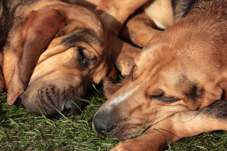 dog cuddling sibling melts hearts