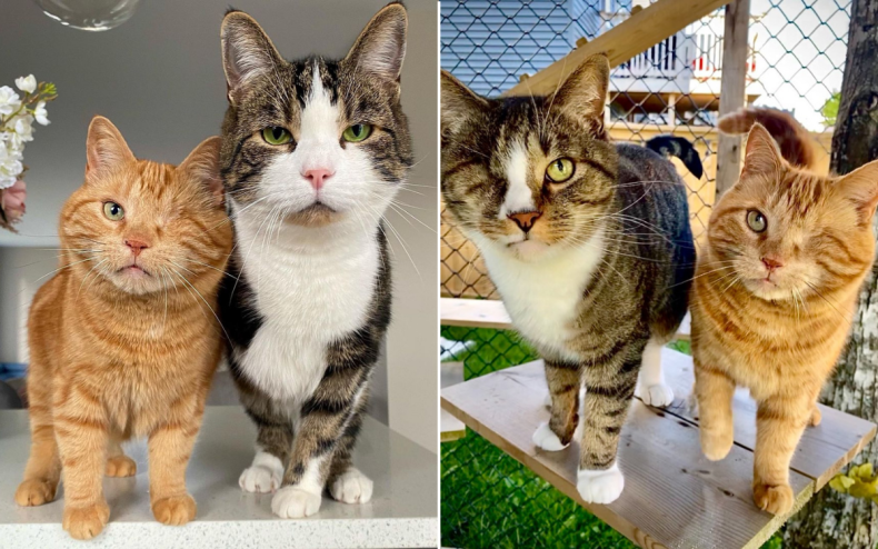 Disabled rescue cats Ziggy, Dorito and Herbie.