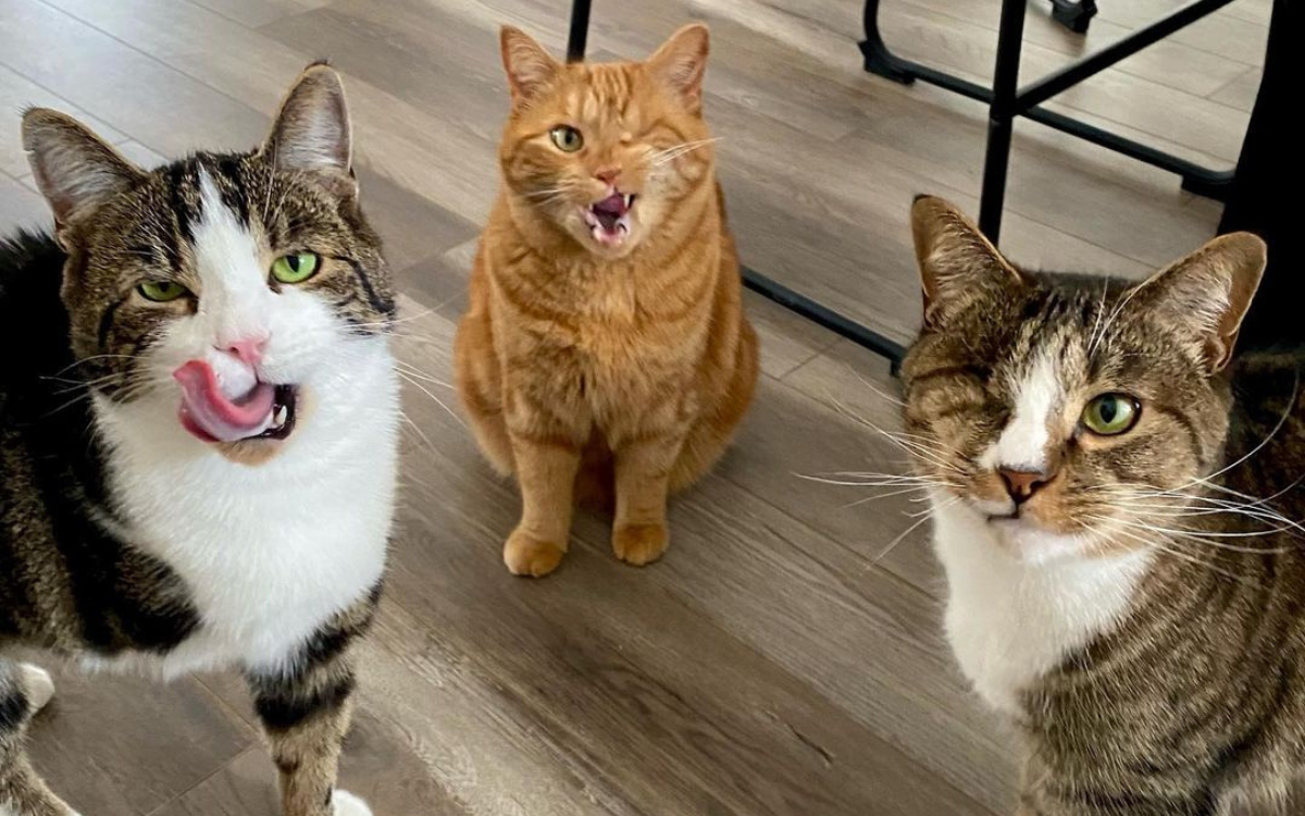 One-Eyed Cat Forms Unique Bond With Disabled Kitty Siblings: ‘Soulmates’