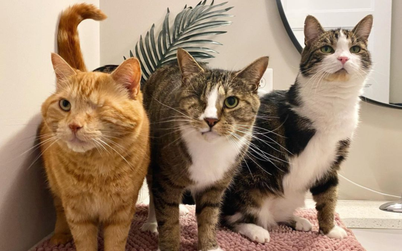 Disabled rescue cats Ziggy, Dorito and Herbie.