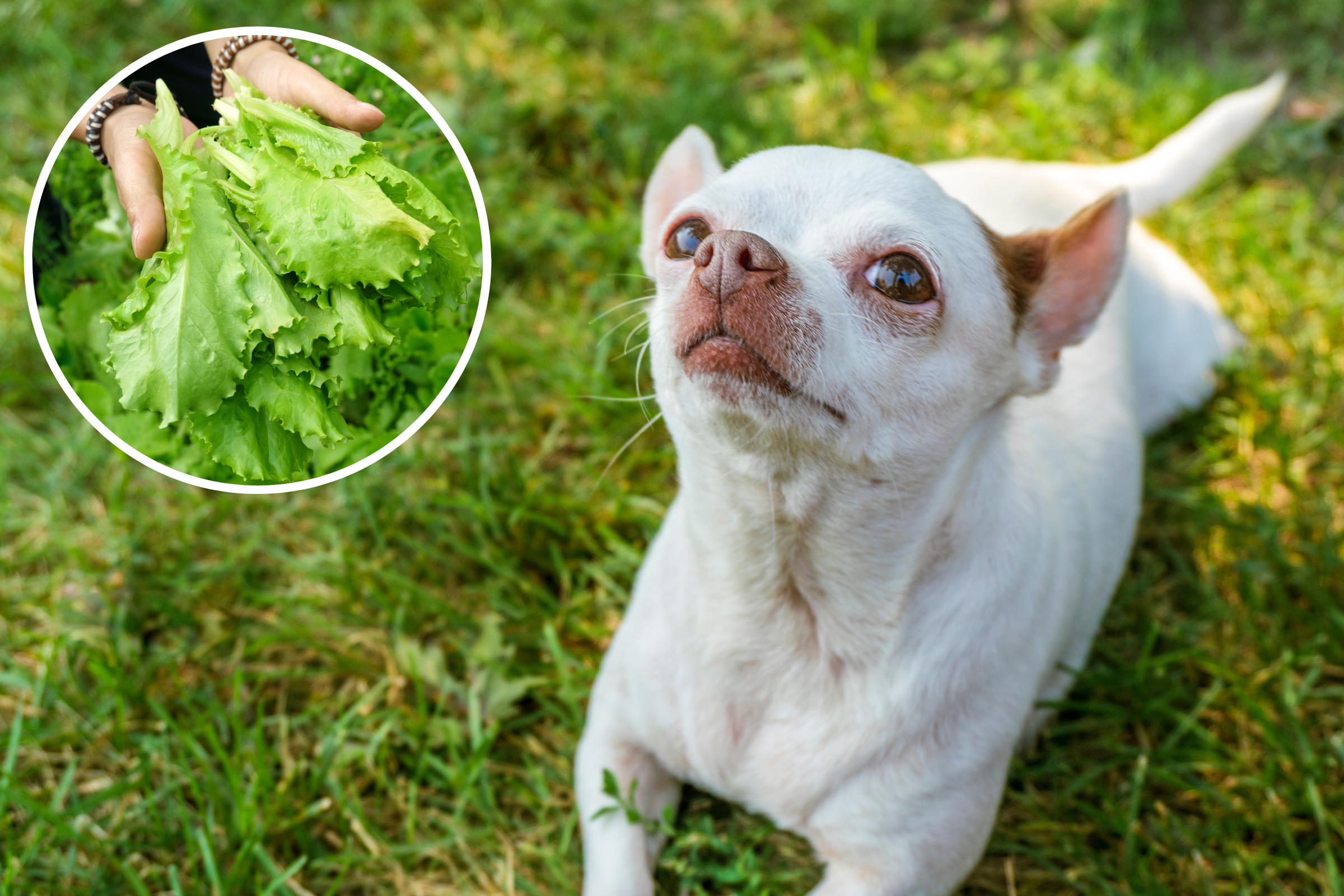 Tiny Dog Doing All Her Tricks to Get Healthy Snack Leaves Internet Laughing