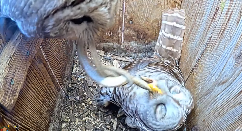 Owl feasting on snake