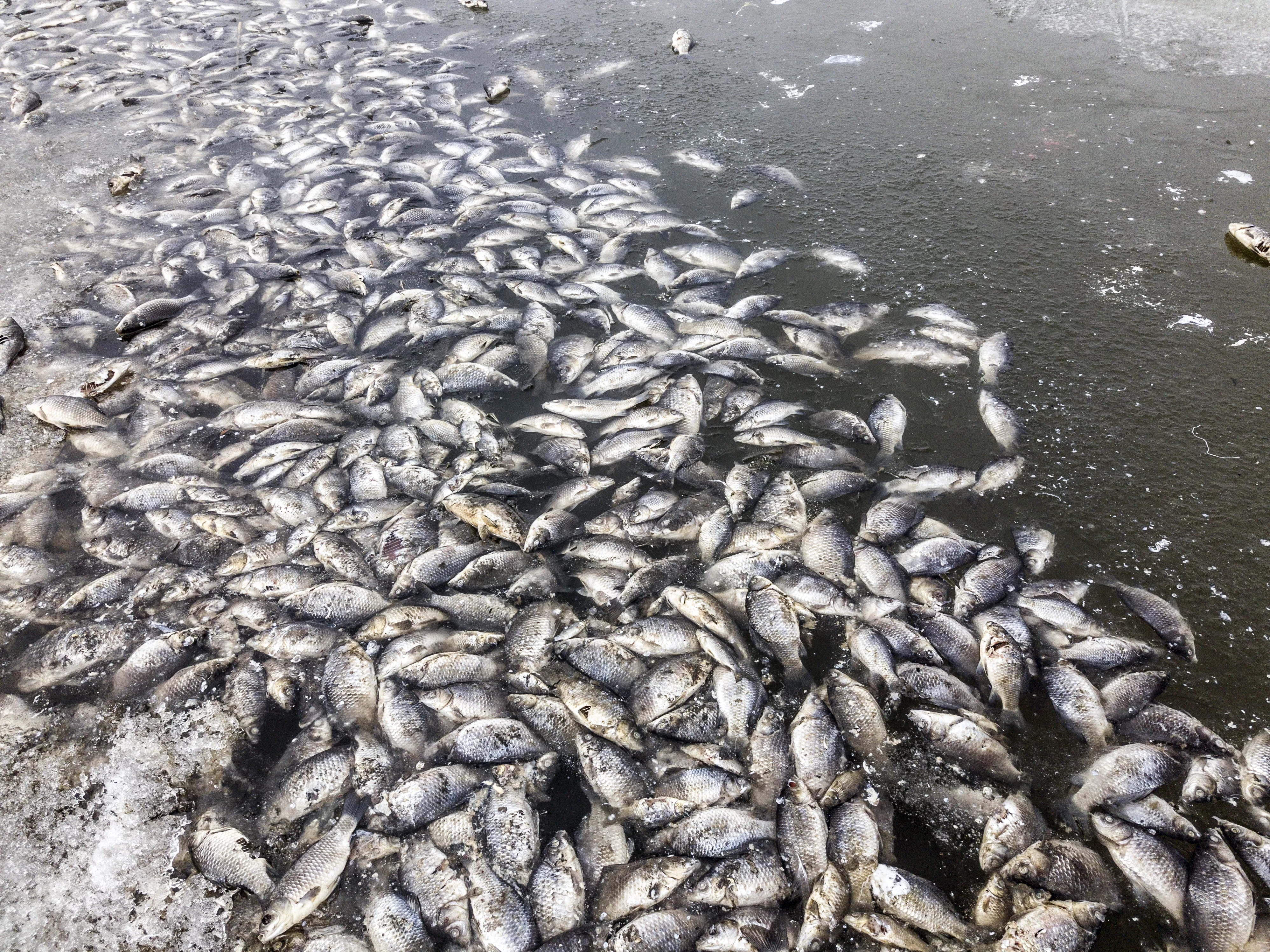 Confusion Surrounds Dead Fish Washed Up in Pennsylvania - Vimarsana News
