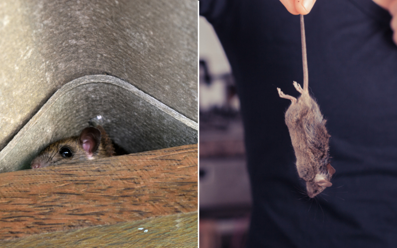 A mouse hiding in a home.