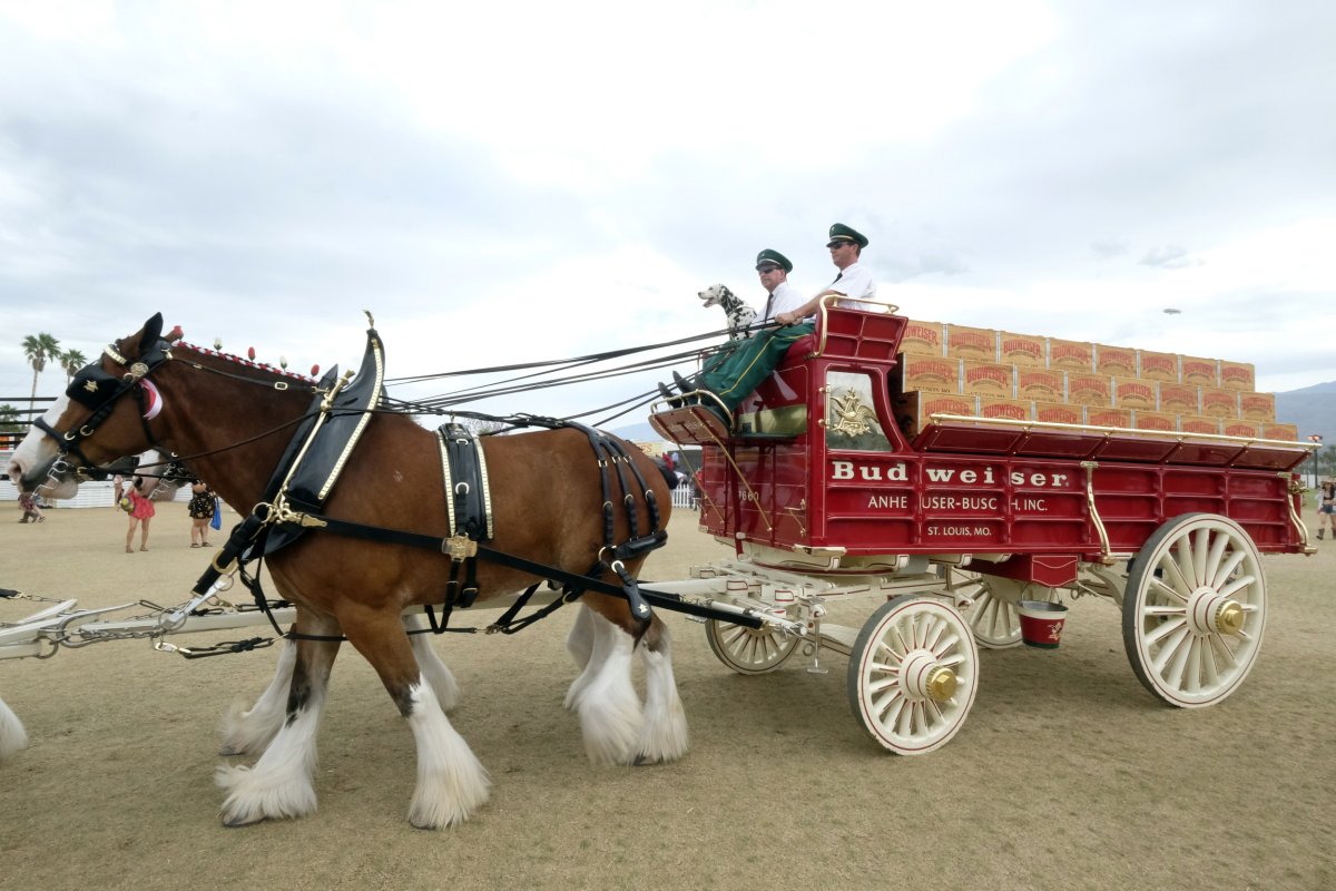 Budweiser Clydesdale horse beer wagon