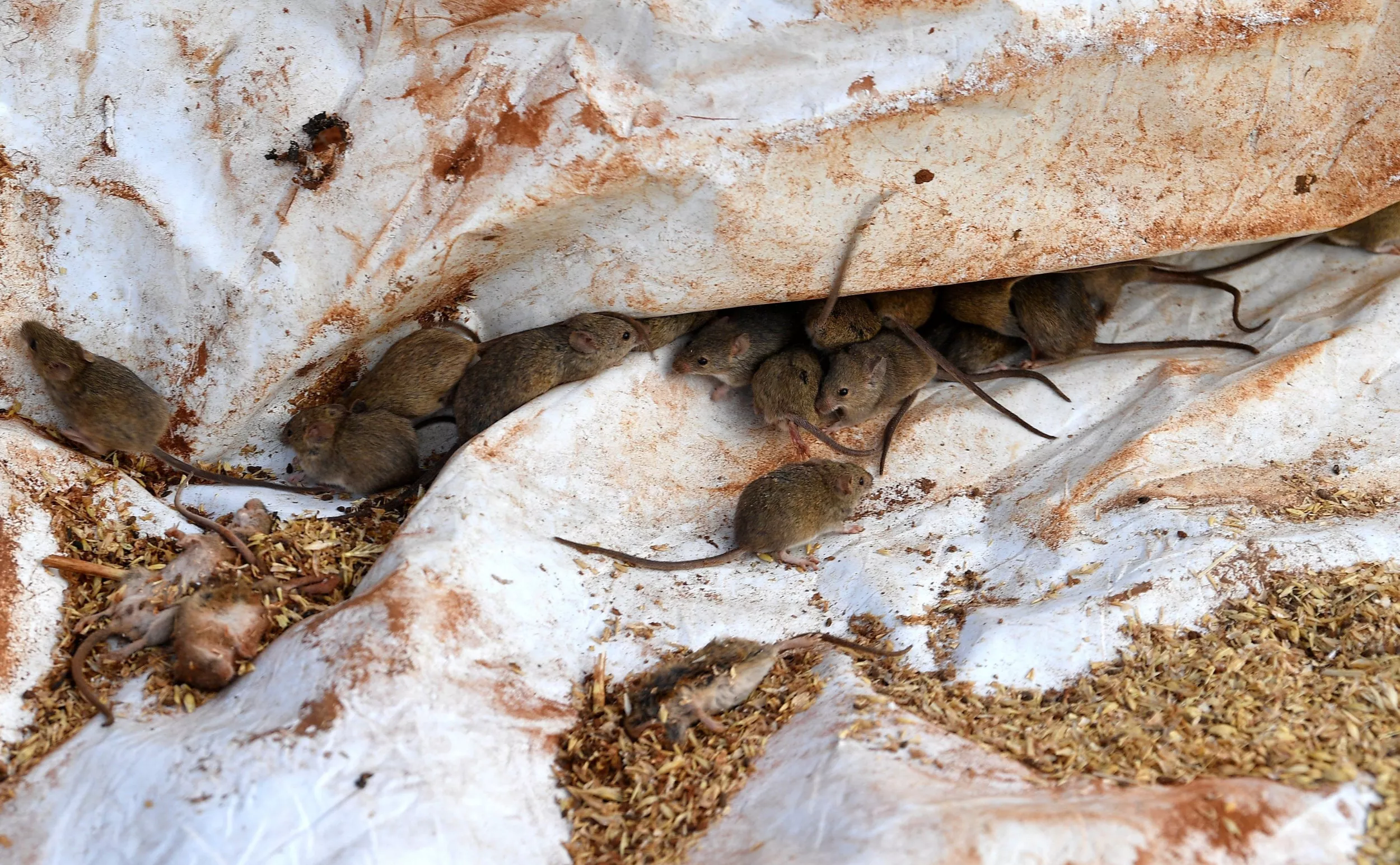 ​​Swarms of Mice Descend on Australian Farms Again - Vimarsana News