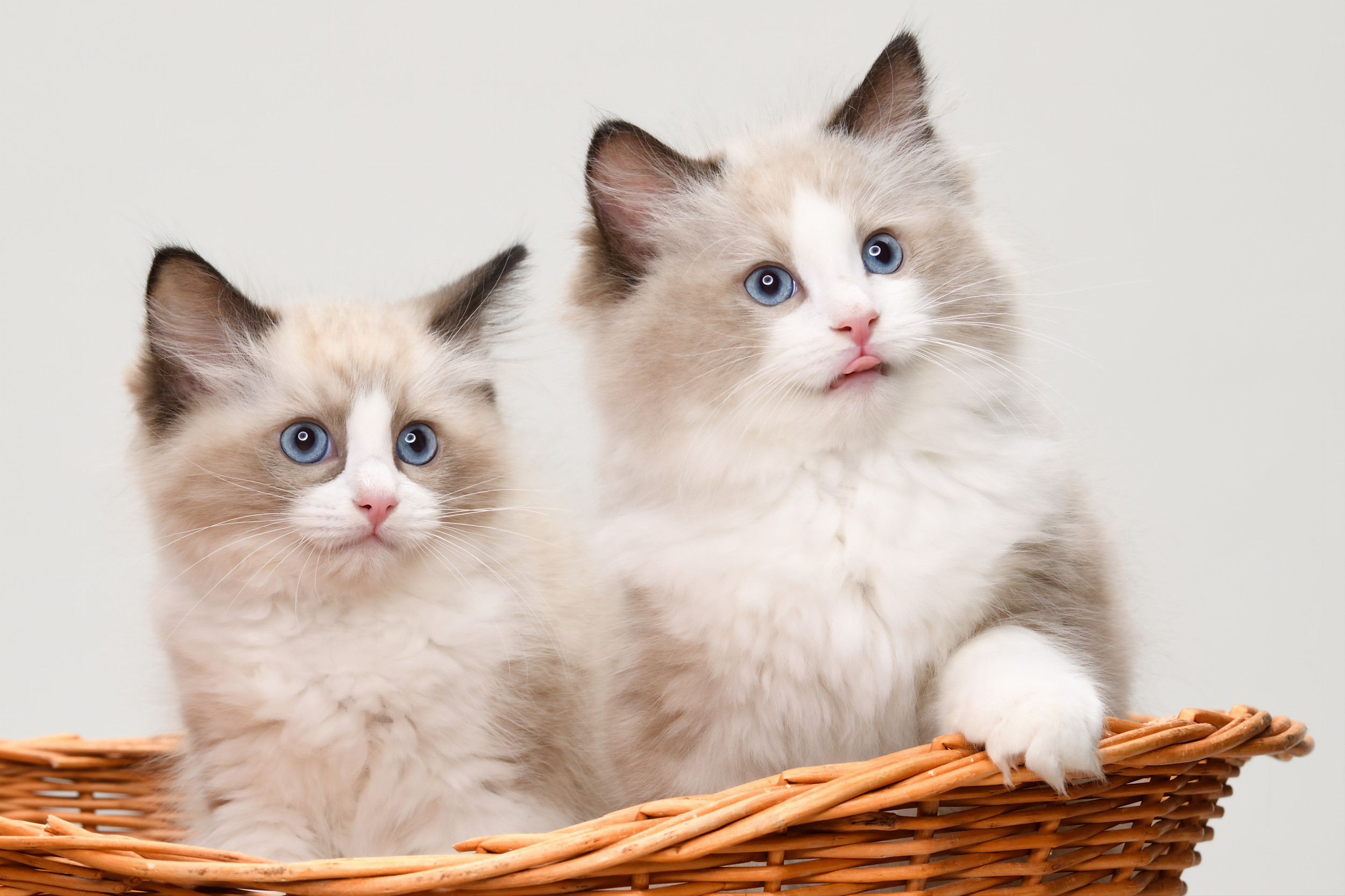Ragdoll Kitten Appears Upset Until Owner Adopts a 'Bestie' for Him