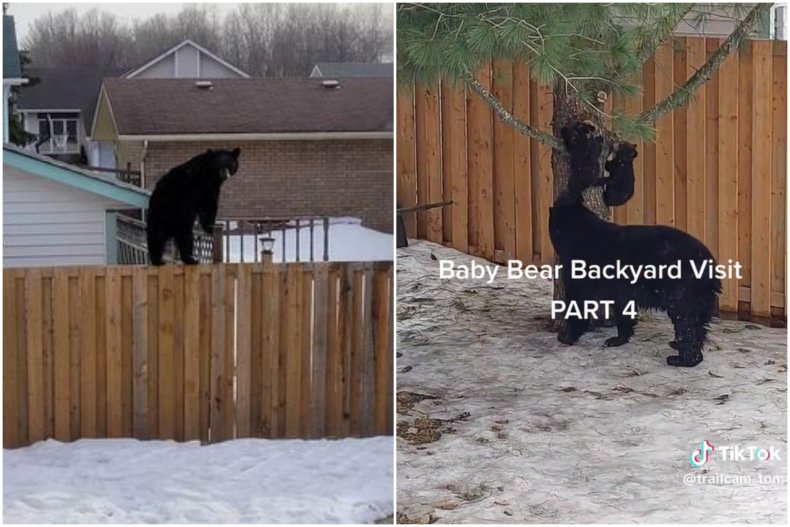 Bears visit Ontario backyard
