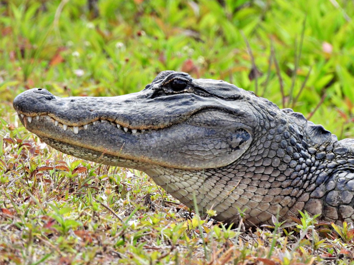 Alligator close up 