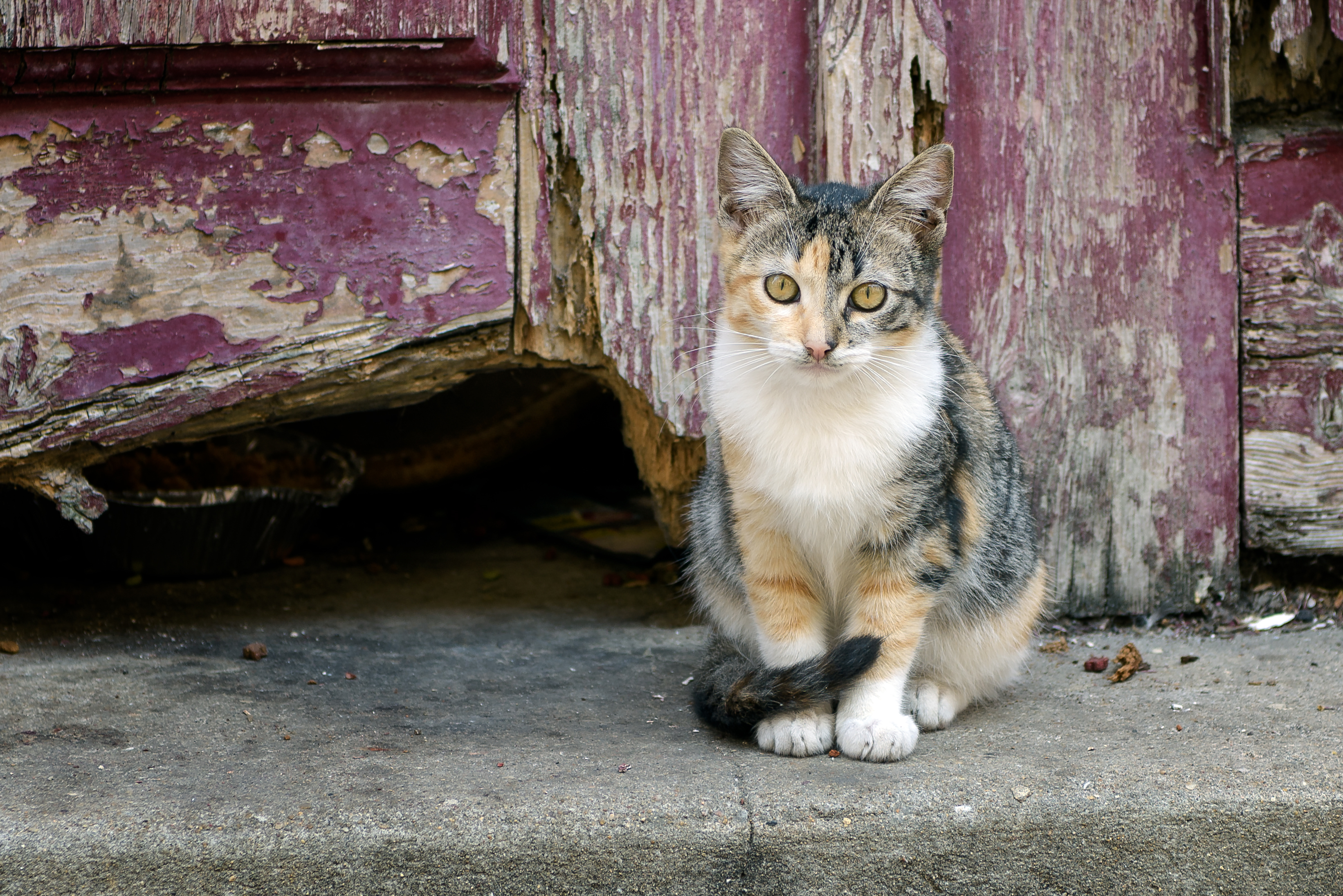 How to Get Rid of Stray Cats