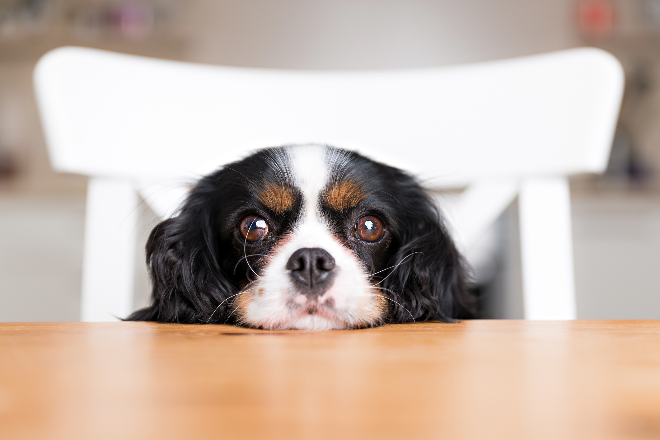 Spaniel Patiently Waiting for Owner To Cut Her Birthday Cake Melts Hearts