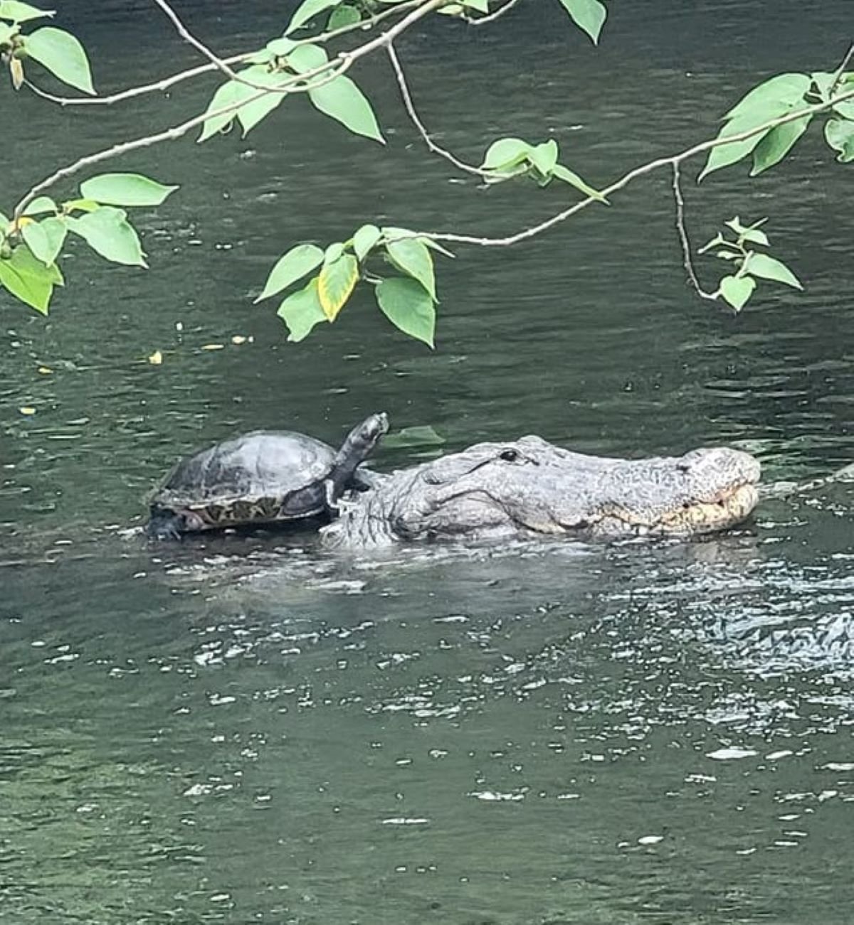 Turtle riding alligator